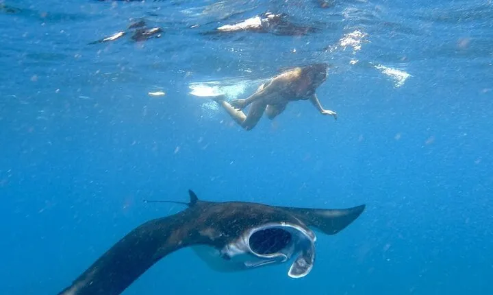 Swim with Manta Rays: Snorkeling Day Trip from Bali