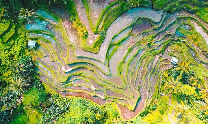 Ubud Village Sightseeing, Famous Paddy Field And Ubud Waterfall