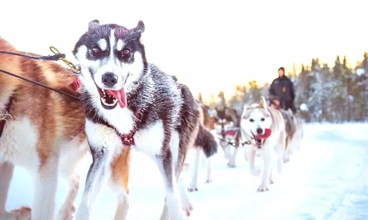 Rovaniemi Thrilling Husky Ride(5km) Experience 