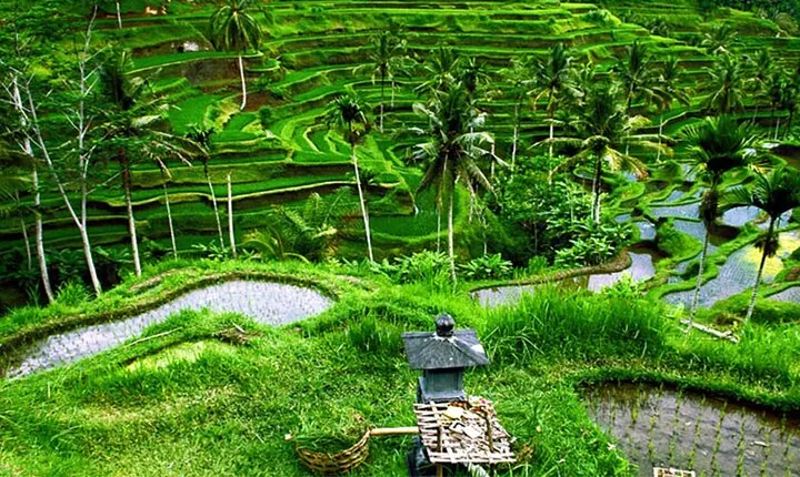 Full-Day Ubud Private Tour With Swing and Waterfall