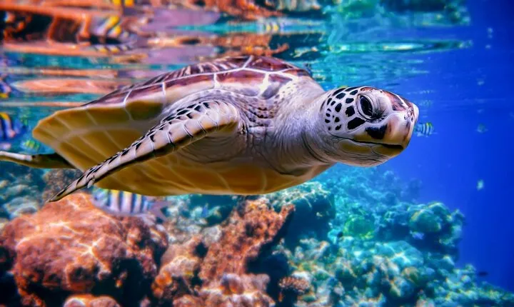 Explore Abu Dabbab Snorkeling with Turtles - Marsa Alam