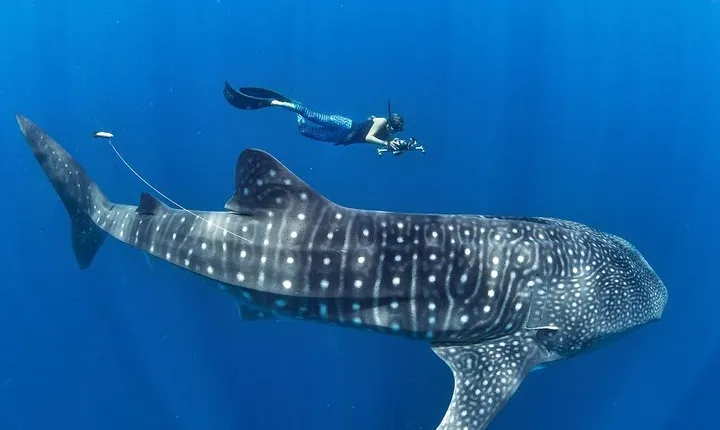 Oslob Whale Shark Snorkeling & Pescador & Sardine Run & Turtle