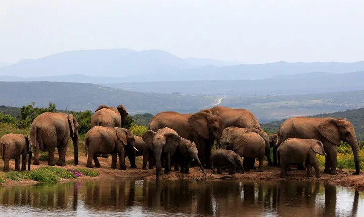 Addo Elephant Full Day Safari with a Traditional South African Braai (BBQ) Lunch