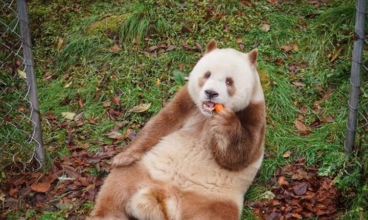 Private Day Tour:Xi'an Panda(QI ZAI) and Terracotta Warriors Museum