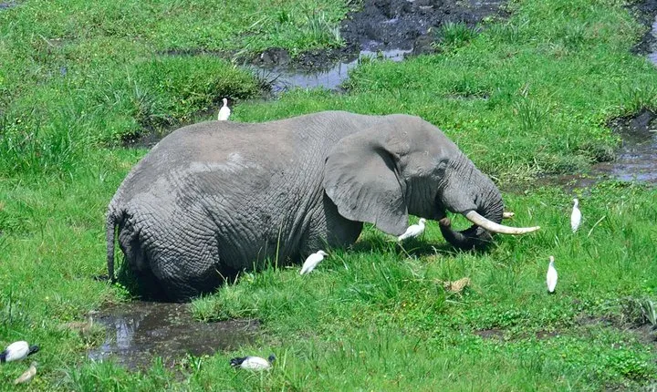 2 Days 1 Night Amboseli National Park With Masai Village Tour