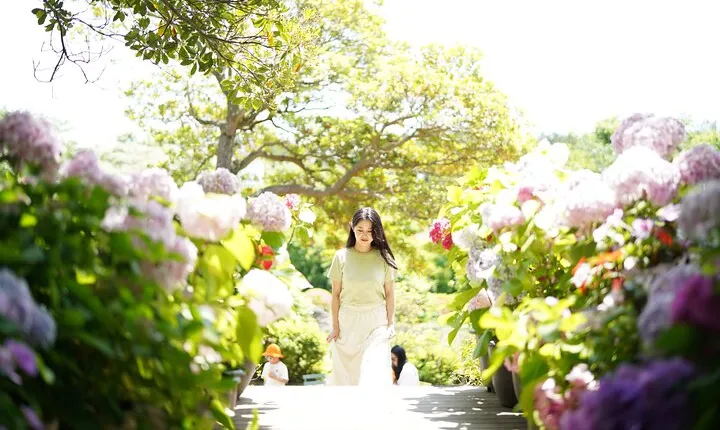 West and South Hydrangea Festival Tour in JEJU