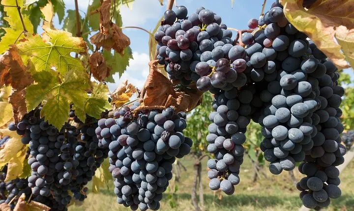 Private Day Trip to Chianti from Florence