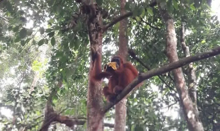 Medan - Bukit Lawang Fullday Tour