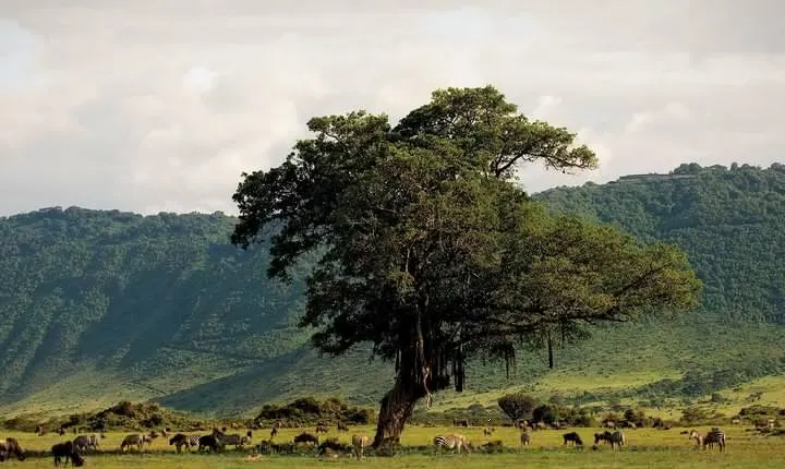 Ngorongoro Crater Day Trip