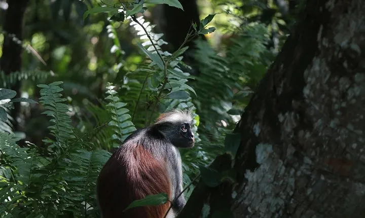 Half-Day Private Jozani Chwaka Bay Forest Tour in Zanzibar