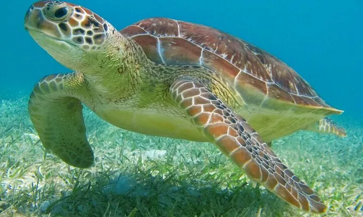 Private Snorkeling Tour with Turtles Tulum Temples and Cenote