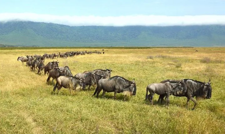 Ngorongoro Crater Day Trip