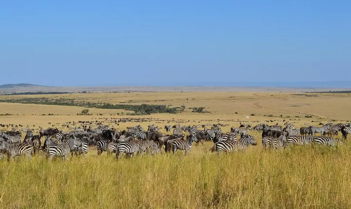 7 days itinerary touring Masai Mara, Nakuru, Amboseli, both Tsavo ending Mombasa