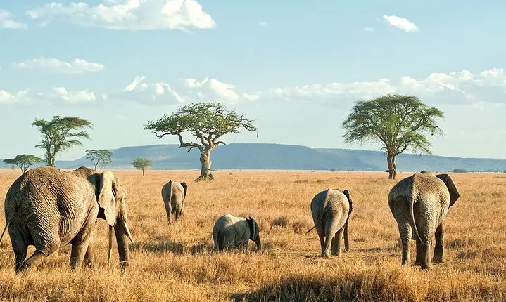9-Day Taste of Kenya Wildlife Luxury Safari