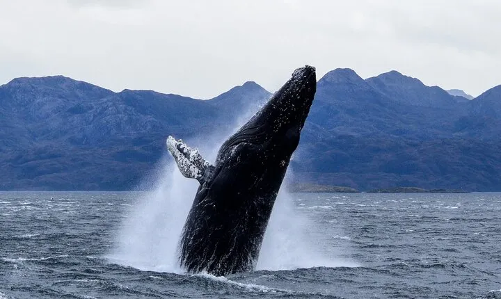 Whales, Penguins & Glaciers Navigation From Punta Arenas