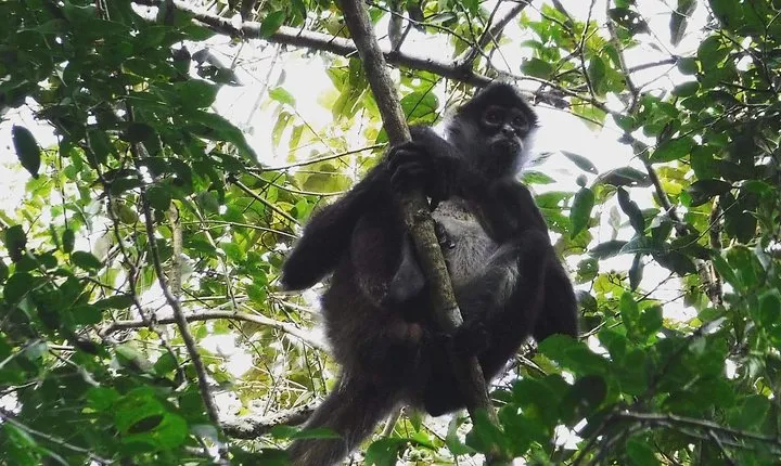 Wild Monkey Adventure (Private, Full Day)