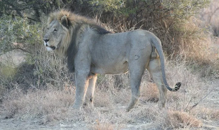 1-day Manyara N.P Tanzania small group sharing Joining safari