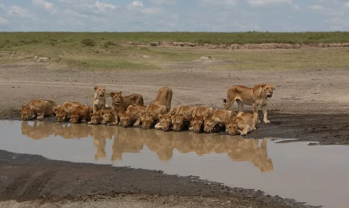 3-Day Tour in Manyara, Ngorongoro, Tarangire with Night Safari