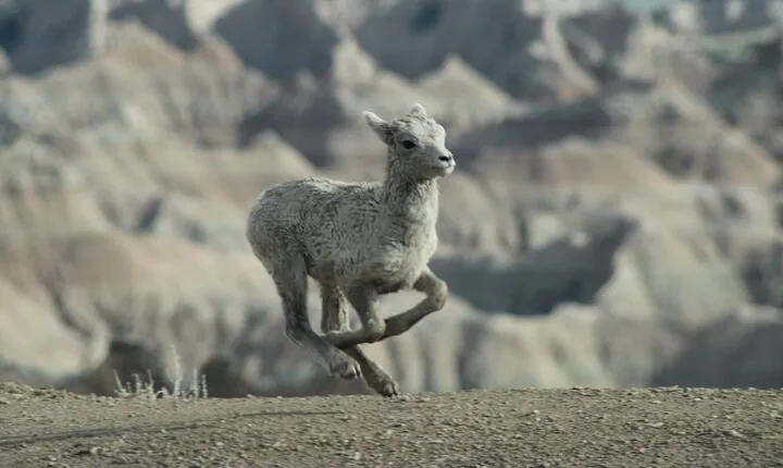 Badlands Alive: A Day in Wild and Wondrous Lands