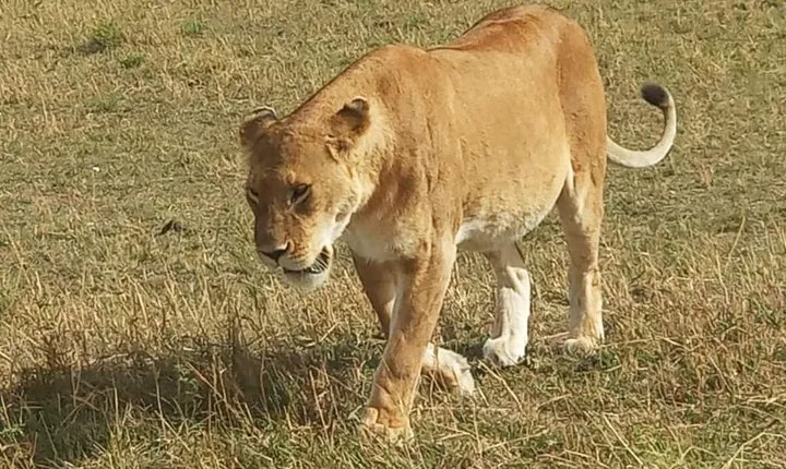 3 day Maasai Mara Adventure Group Safari