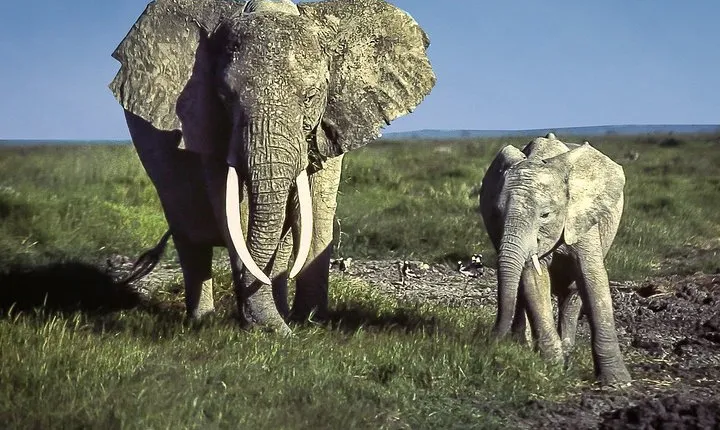 6 Days /5 Nights Adventure in Masai Mara,Lake Nakuru, Amboseli