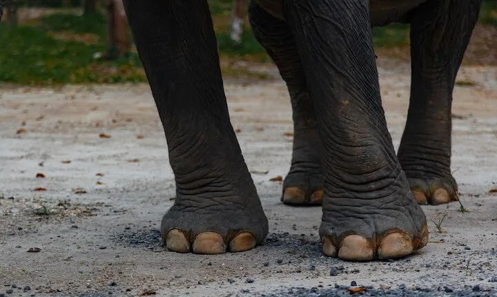 Khao Lak Ethical Elephant Sanctuary Small Group Tour