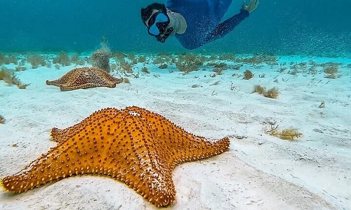 Cayman Combo Tour: Stingrays, Starfish Point and Crystal Caves