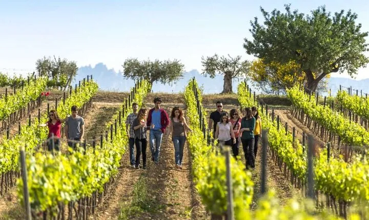 Barcelona Countryside Fullday Wine and Cava Tastings with Lunch