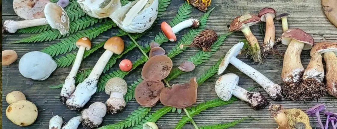 Mushroom foraging guided hike in Bielefeld