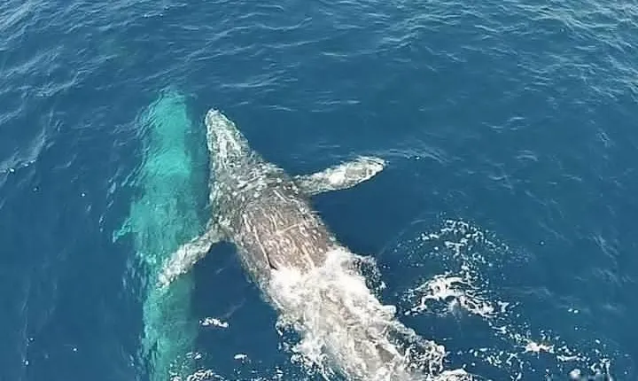 Whale Watching Excursion in Dana Point