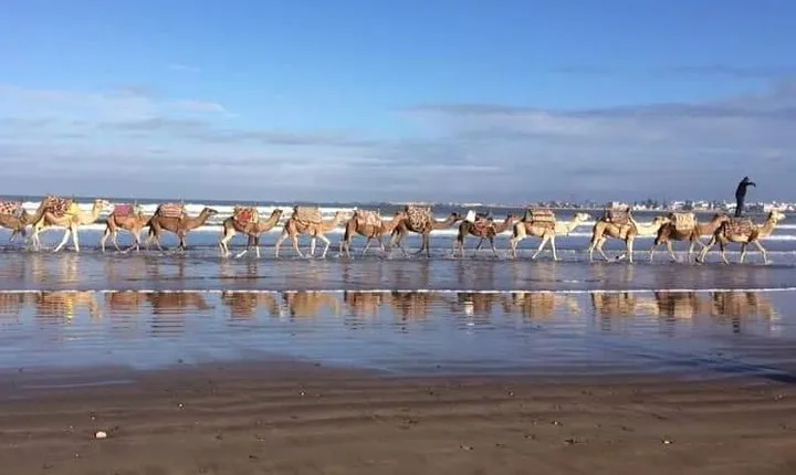 3-hour camel ride at sunset