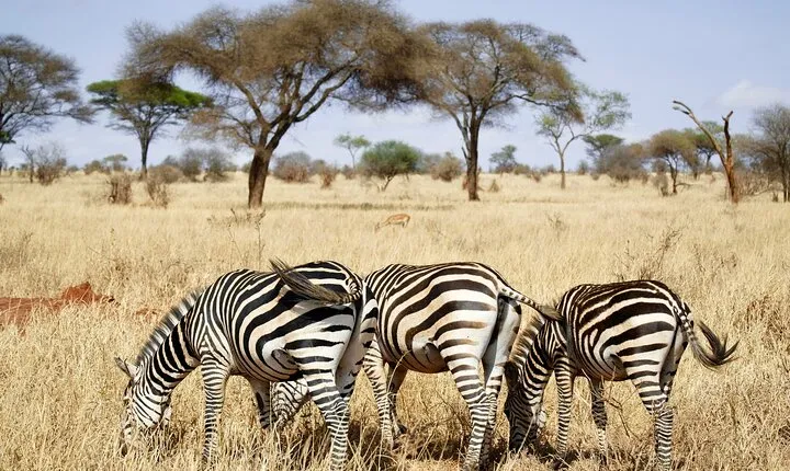4-Day Private Safari in Mikumi & Ruaha National Parks
