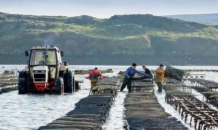 Oyster Farm and Tasting Experience