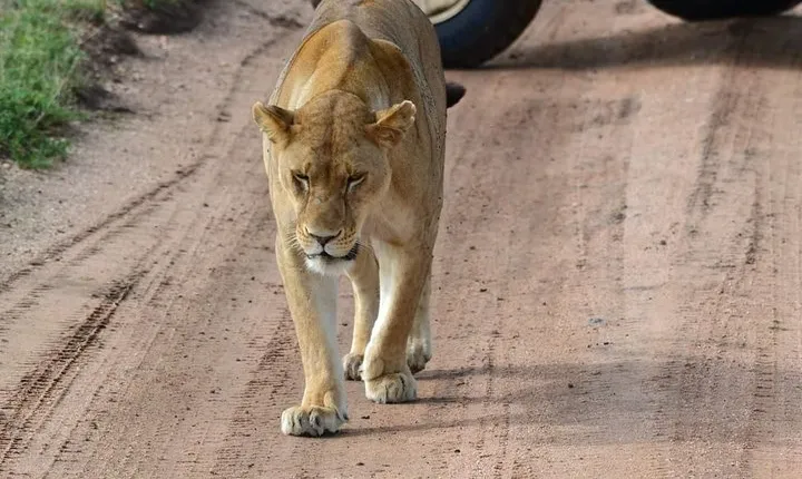 3 Days Serengeti & Ngorongoro Tour