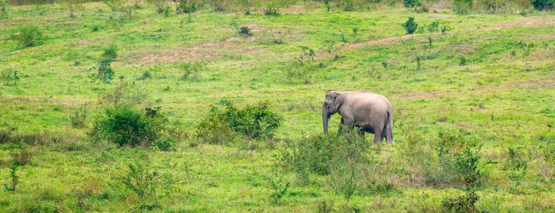 Thailand’s temples and trunks tour with Kui Buri elephant safari