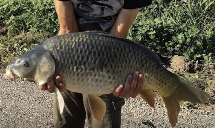 Introduction to fishing in Strasbourg