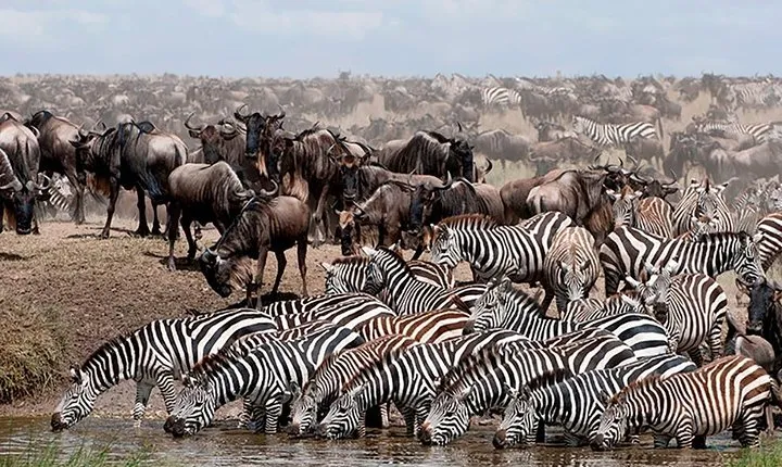 5 Days 4 Nights Nakuru, Naivasha, Masai Mara Budget Safari