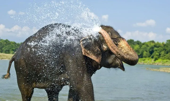 Luxury Chitwan Jungle safari tour