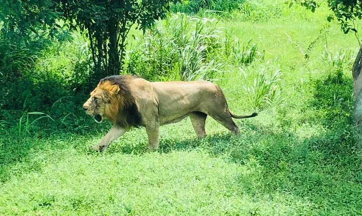 Day Tour To Ridiyagama Safari Park From Colombo
