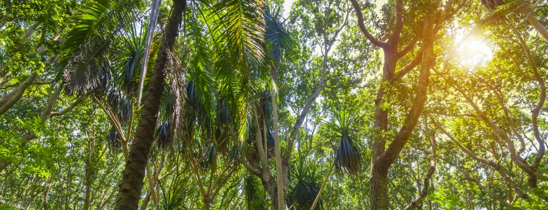 Zanzibar Jozani Forest and Prison Island private tour