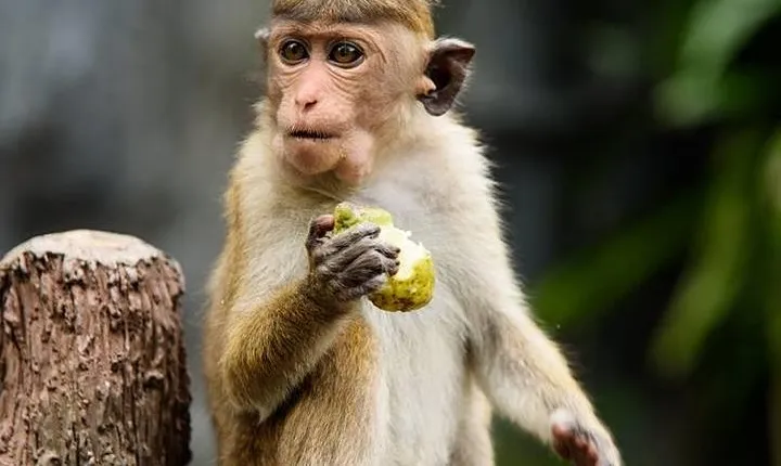 2 Days Tour to Galle & Yala National Park From Negombo