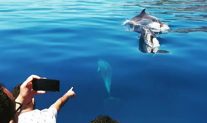 Dolphin Watching and Boat Tour in Sesimbra