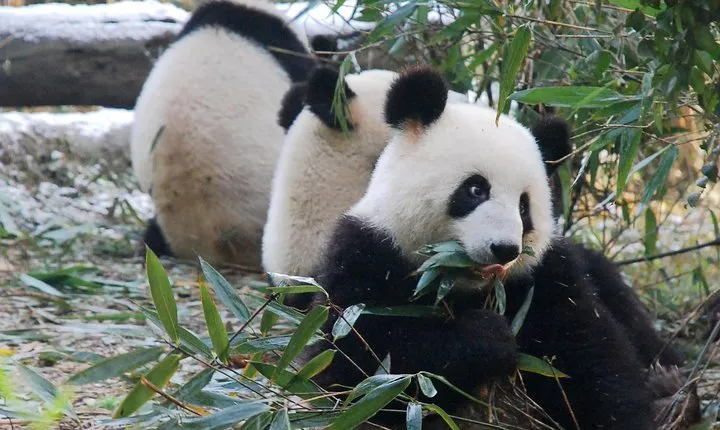 Giant Panda and Buddha 1 day tour