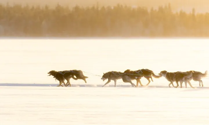 Rovaniemi Insider: 10 km Husky Self‑Drive Adventure