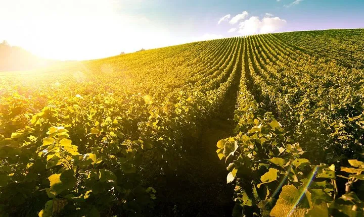 Private trip to home of Tokaj Aszu, with winetasting and private guide!