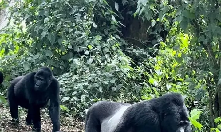 2 Days Private Gorillas Tracking in Volcanoes National Park