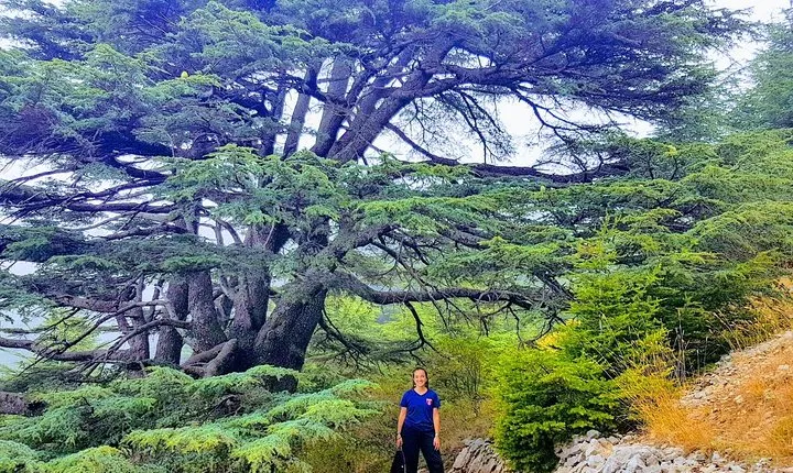 Guided Full-Day Private Trip to Cedars, Baalbek and Chateau Ksara
