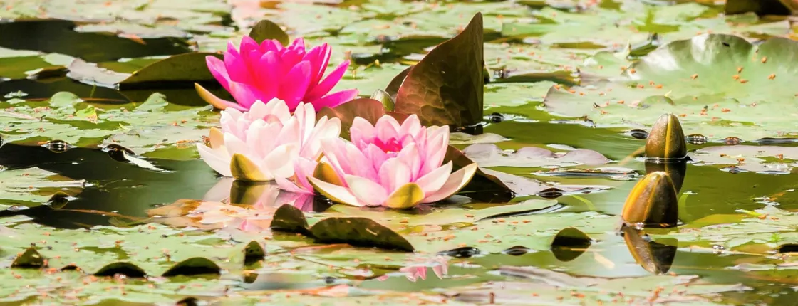 Half-day trip to Giverny from Paris