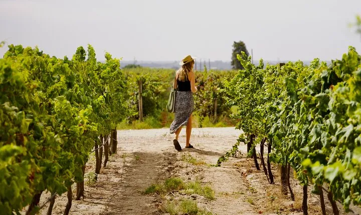 Private Full Day Wine Tasting Tour from Lisbon to Setubal