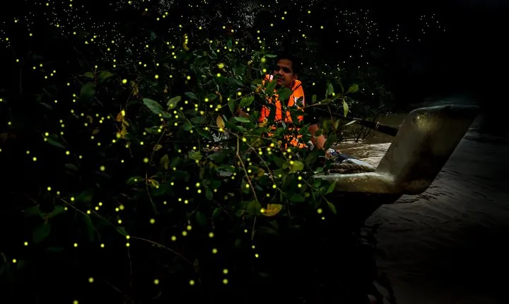 Kuala Selangor Firefly En-route Malawati Hill Day Tour With Sunset Dinner Sharing Basis SIC